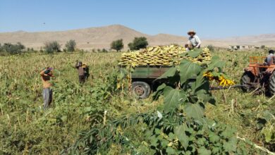 تصاویری از برداشتت آفتاب گردان در روستای قره تپه